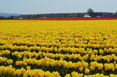 Skagit Vadisi sarı ve kırmızı laleler