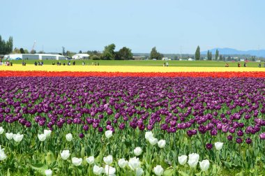 Skagit Vadisi Festival sarı ve mor lale