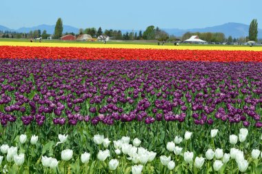 Skagit Vadisi Lale Festivali kütükler