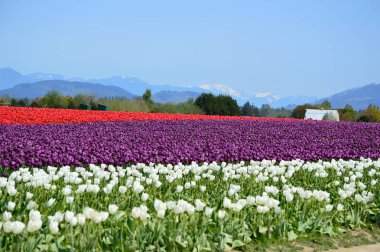 Mor lale Bloom Skagit Vadisi
