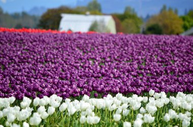 Skagit Vadisi Tulip ekran Bahçe