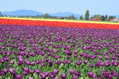 Mount Vernon Skagit Vadisi lale alan