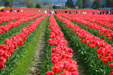 Skagit Vadisi Tulip gruptaki kırmızı lale