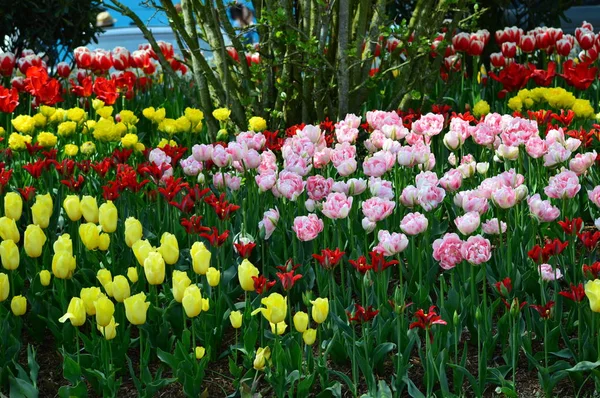 Skagit Völgy Tulipán Kijelző Kert — Stock Fotó