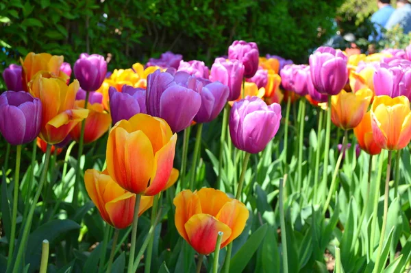 Skagit Tal Tulpe Schaugarten — Stockfoto