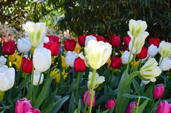 Skagit Tal Tulpe Schaugarten — Stockfoto