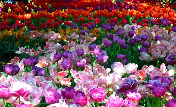 Skagit Tal Tulpe Schaugarten — Stockfoto