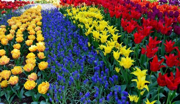 Skagit Valley Tulip Display Garden — Stock Photo, Image