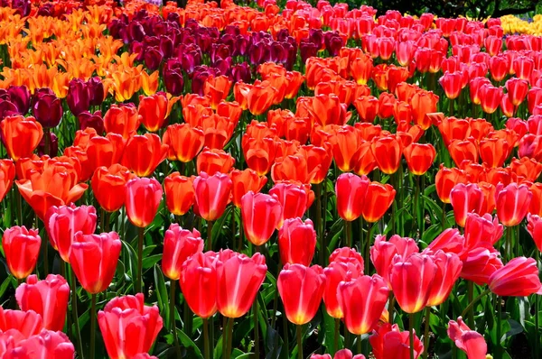 Skagit Vadisi Tulip ekran Bahçe