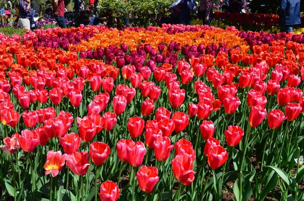 Skagit Tal Tulpe Schaugarten — Stockfoto