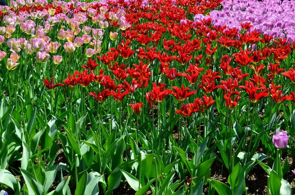 Skagit Tal Tulpe Schaugarten — Stockfoto