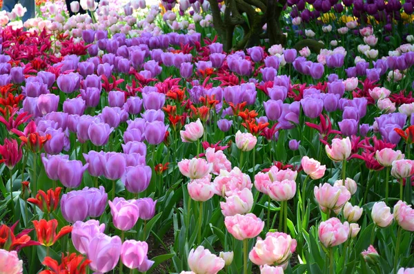Skagit Valley Tulip Display Garden — Photo