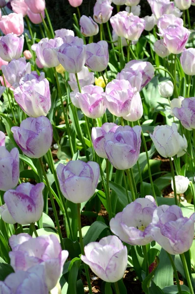 Skagit Tal Tulpe Schaugarten — Stockfoto