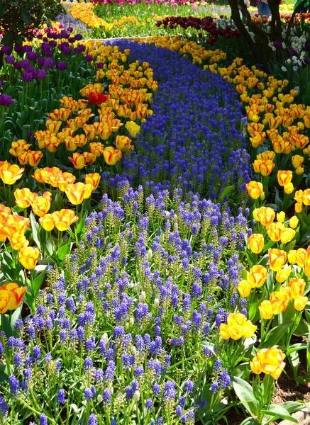 Skagit Valley Tulip Display Garden — Photo