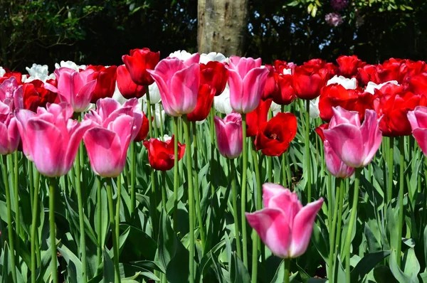 Skagit Tal Tulpe Schaugarten — Stockfoto