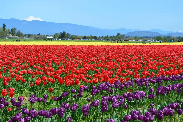 Skagit Valley Festival Tulipa — Fotografia de Stock