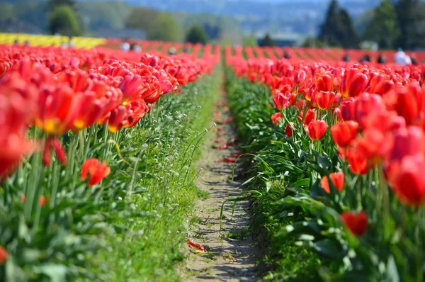 Rote Tulpen Der Zwiebelfarm Skagittal — Stockfoto