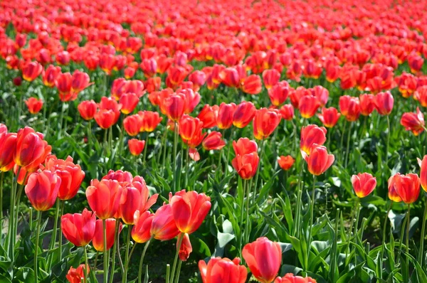 Rote Tulpen Skagit Tal Bauernhof — Stockfoto