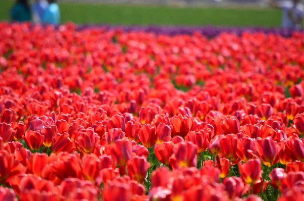 Tulip Fesztivál Mount Vernon — Stock Fotó