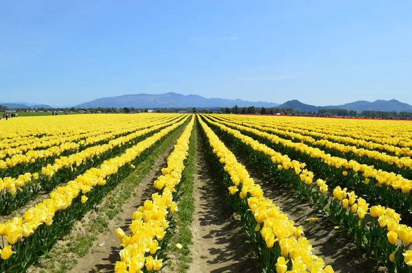 Gelbe Tulpen Beim Tulpenfest Skagittal — Stockfoto