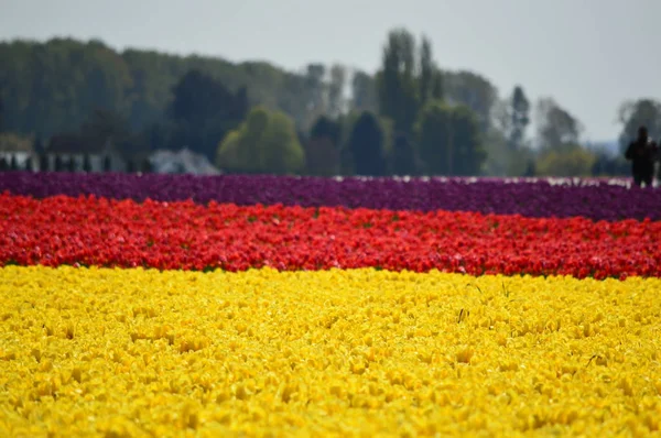 Flores Que Florecen Para Skagit Valley Tulip Festival —  Fotos de Stock