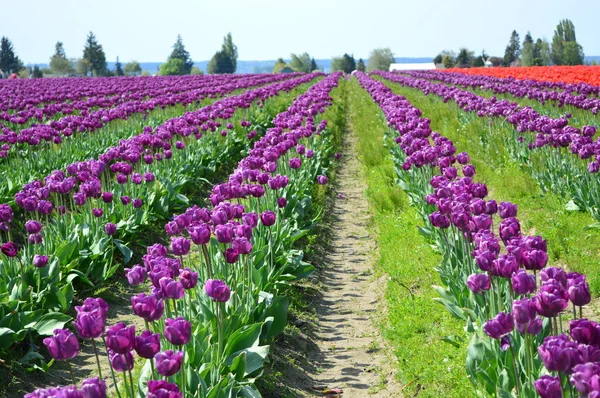 Skagit Valley Purple Tulips — Stock Photo, Image