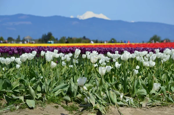 Mount Vernon Tulip Festival — Stockfoto