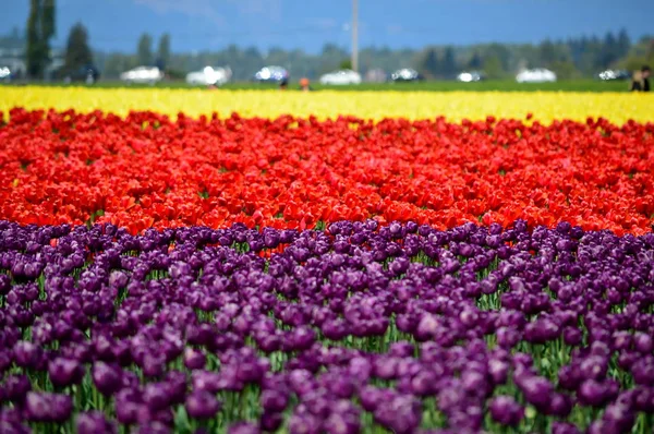 Colorful Tulips Mount Vernon Skagit Valley Tulip Farm — Stock Photo, Image