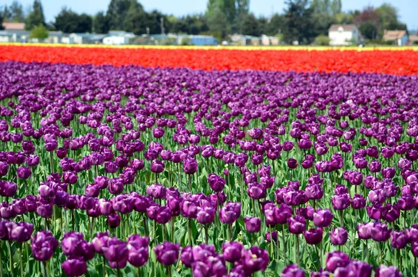Barevné Tulipány Údolí Skagit Tulipán Farma — Stock fotografie
