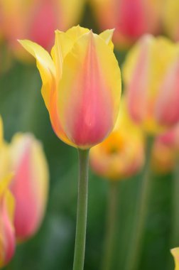 Utangaç güzellik lale yel değirmeni ada Lale Bahçesi