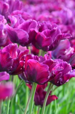 Oregon Woodburn mor laleler 