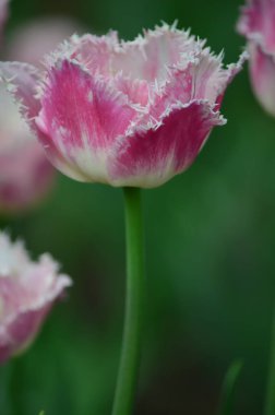 Cummins lale yel değirmeni ada Lale Bahçesi