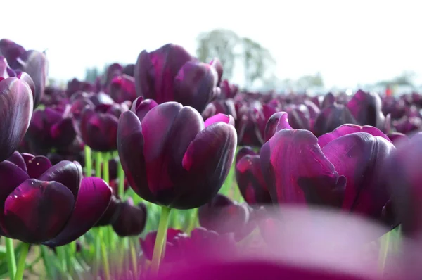Purpurfarbener Strauß Tulpen Auf Tulpenfarm Holzofen — Stockfoto