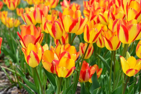 Kiewer Tulpen Tulpengarten Der Mühleninsel — Stockfoto