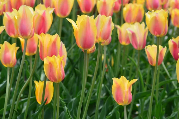 Beauté Rougissante Tulipes Windmill Island Tulip Garden — Photo