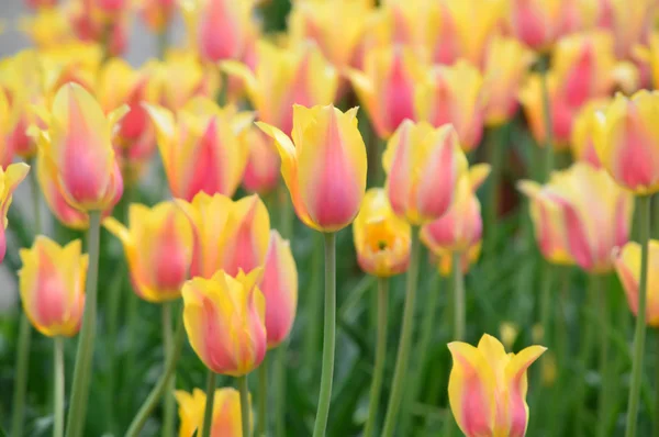 Beauté Rougissante Tulipes Windmill Island Tulip Garden — Photo