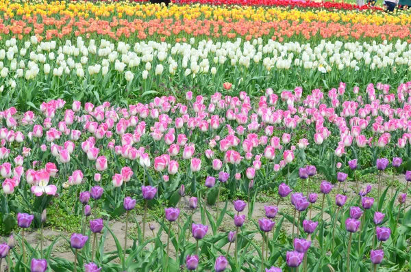 Tulipas Dreamland Windmill Island Tulip Garden — Fotografia de Stock