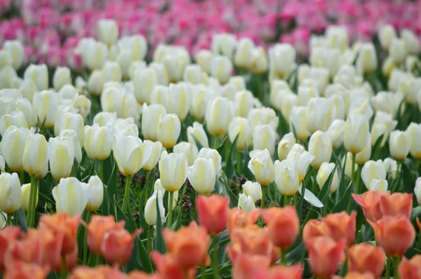 Królowa Holandii Tulipany Wiatrak Wyspa Tulip Garden — Zdjęcie stockowe