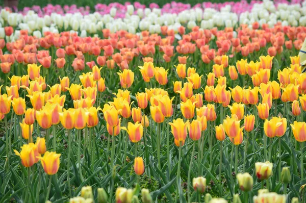 Darwin Mix Tulpen Tulpengarten Der Mühleninsel — Stockfoto
