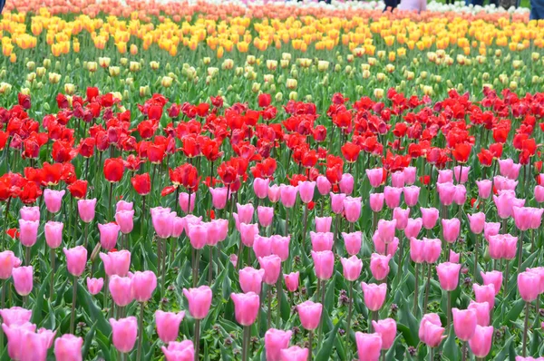 Tulpenmischung Tulpengarten Der Mühleninsel — Stockfoto