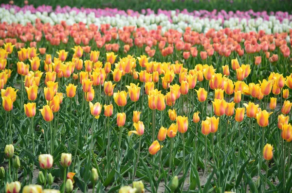 Gemischte Tulpen Tulpengarten Der Mühleninsel — Stockfoto