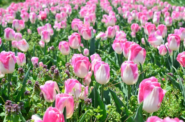Big Love Tulipes Windmill Island Tulip Garden — Photo