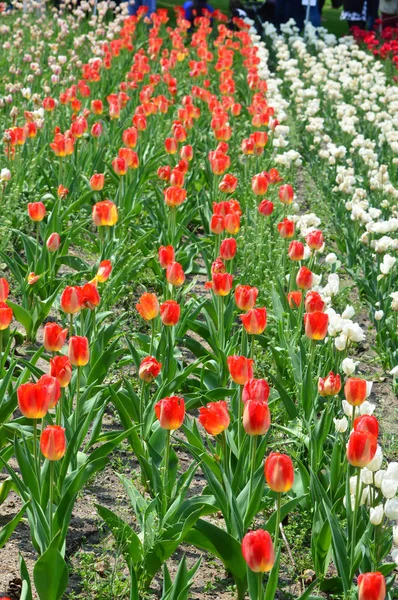 Ablak Víz Elöl Holland Vegyes Tulipán — Stock Fotó