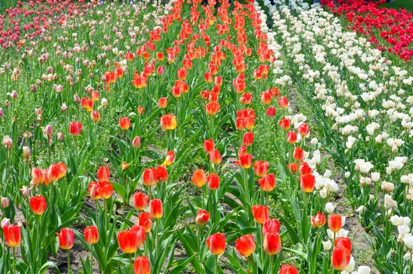 Gemischte Tulpen Fenster Der Uferpromenade Holland — Stockfoto