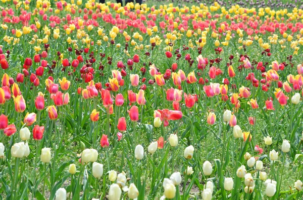 Gemischte Tulpen Fenster Der Uferpromenade Holland — Stockfoto