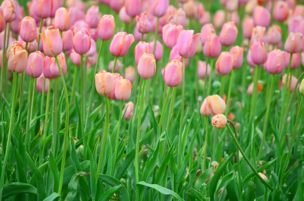 Beau Monde Tulipes Windmill Island Tulip Garden — Photo