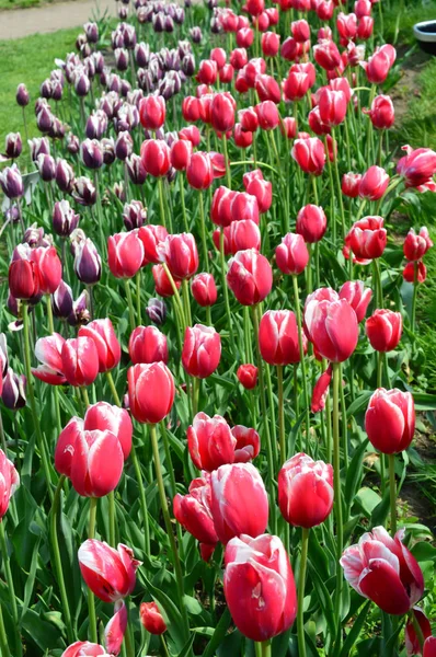 Piranenkaiser Tulpen Tulpengarten Der Windmühleninsel — Stockfoto