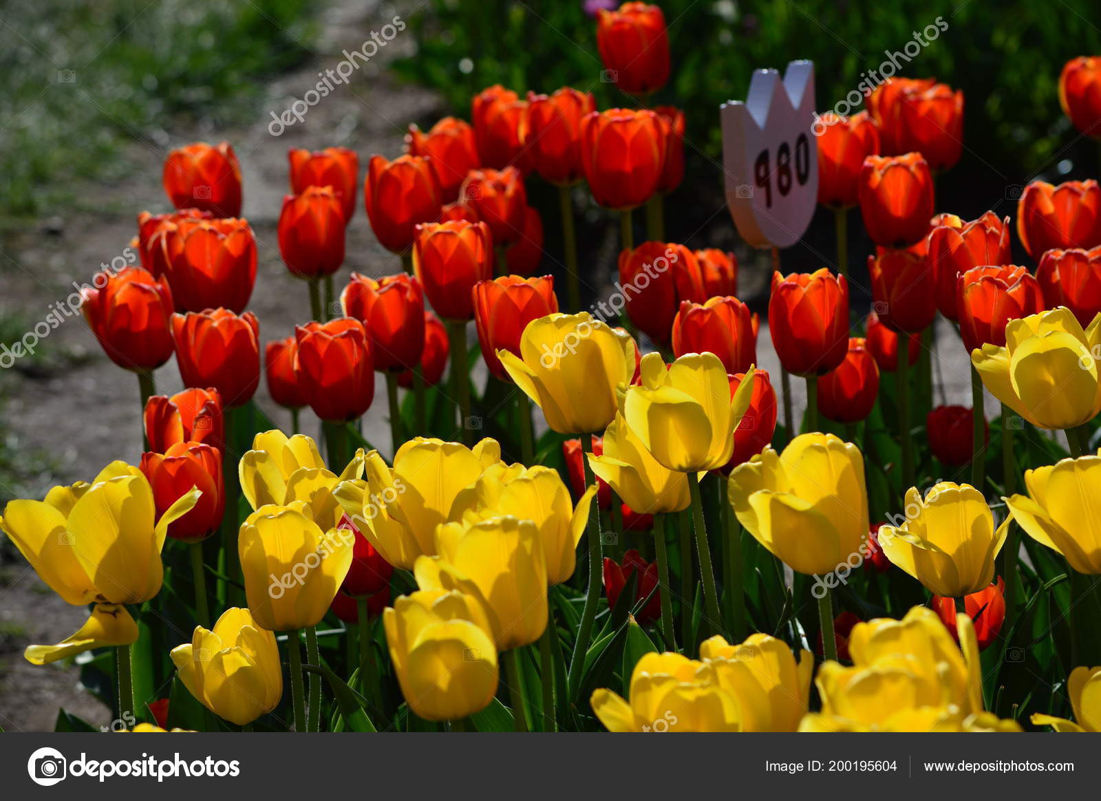 Apeldoorn Elite Tulip Veldheer Tulip Garden Stock Photo