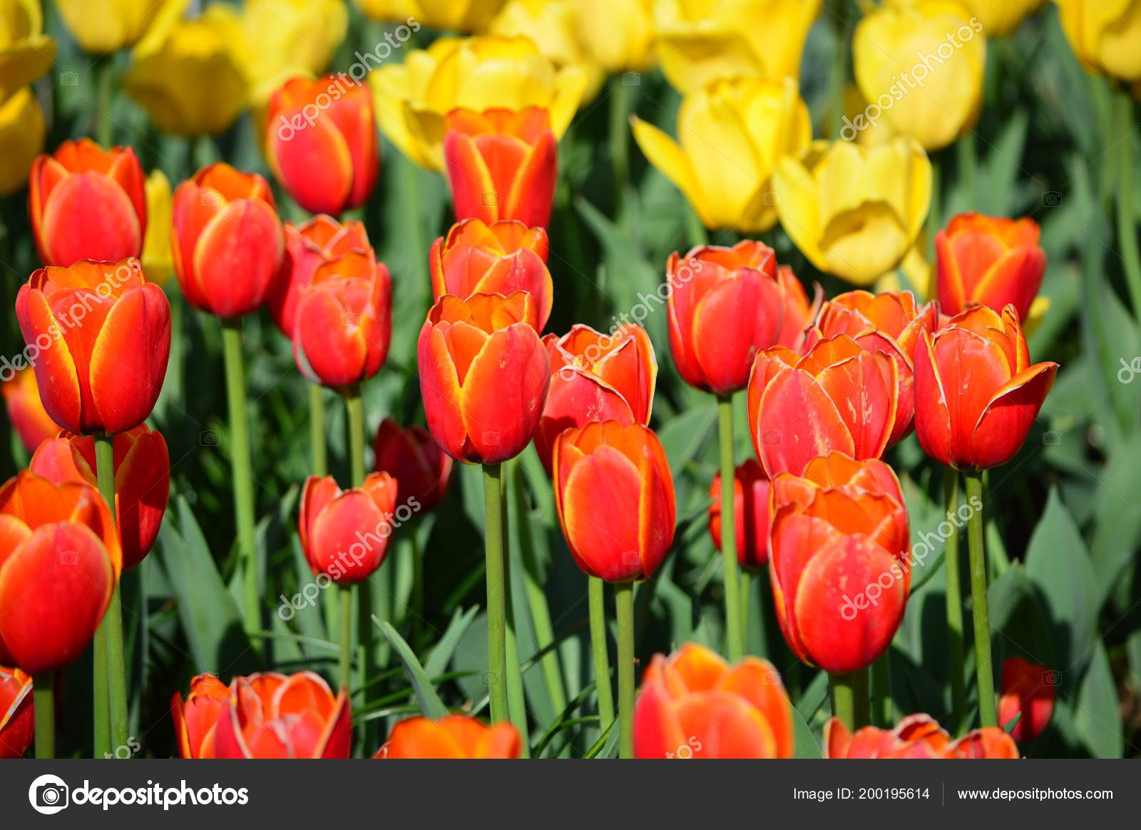 Apeldoorn Elite Tulip Veldheer Tulip Garden Stock Photo
