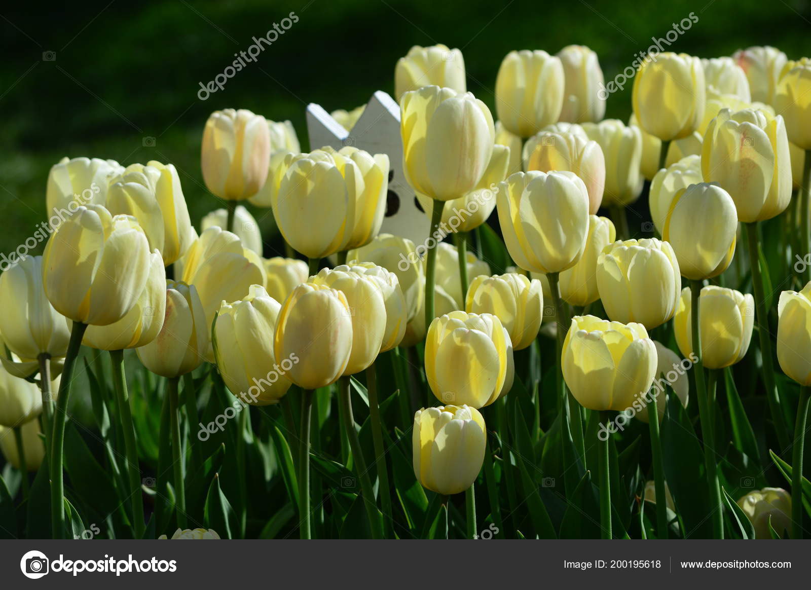 Diana Tulip Veldheer Tulip Garden Holland Stock Photo